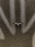 PENDULUM